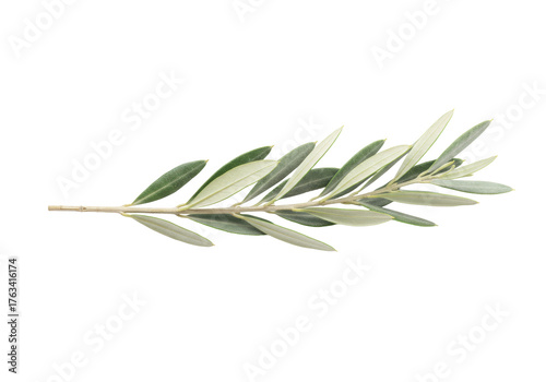 Valokuva Isolated sprig of olive branch, plant twig with leaves, organic ingredient ingre