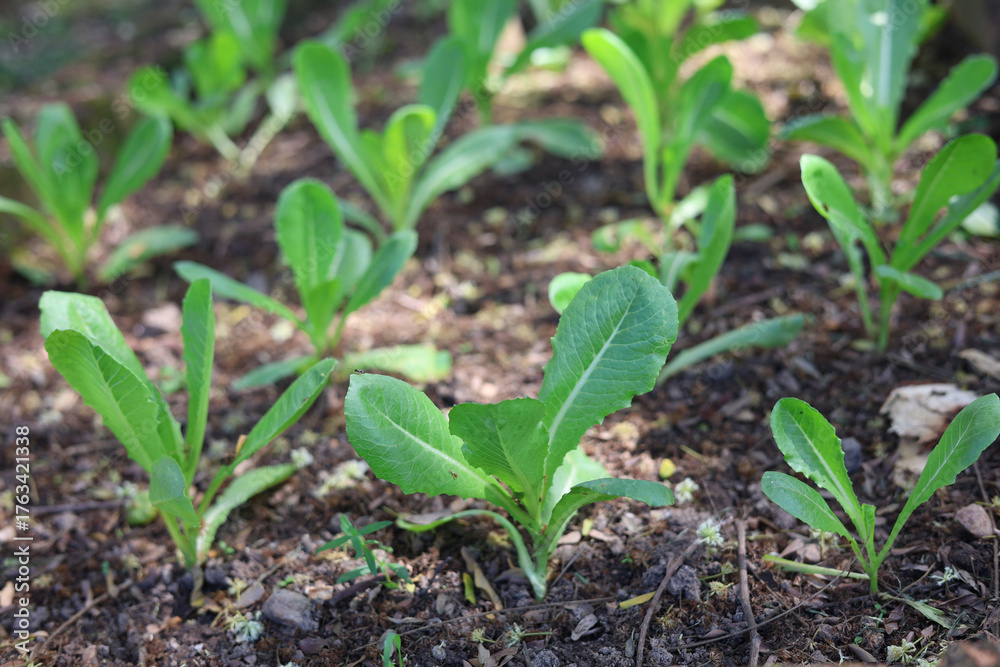 Obraz premium Organic green cos lettuce vegetable home growth in the garden.