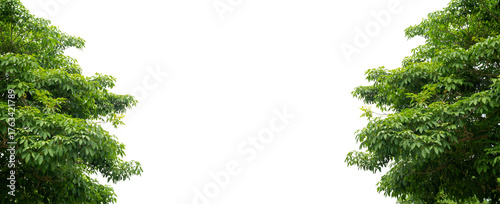 New green leaves on a  branch. Young fresh foliage of tree. Set of isolated object on a white background. Spring time
