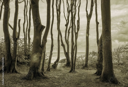 
autumnal and stormy photo taken on a cliff at a Baltic Sea beach on the island of Poel in black and white