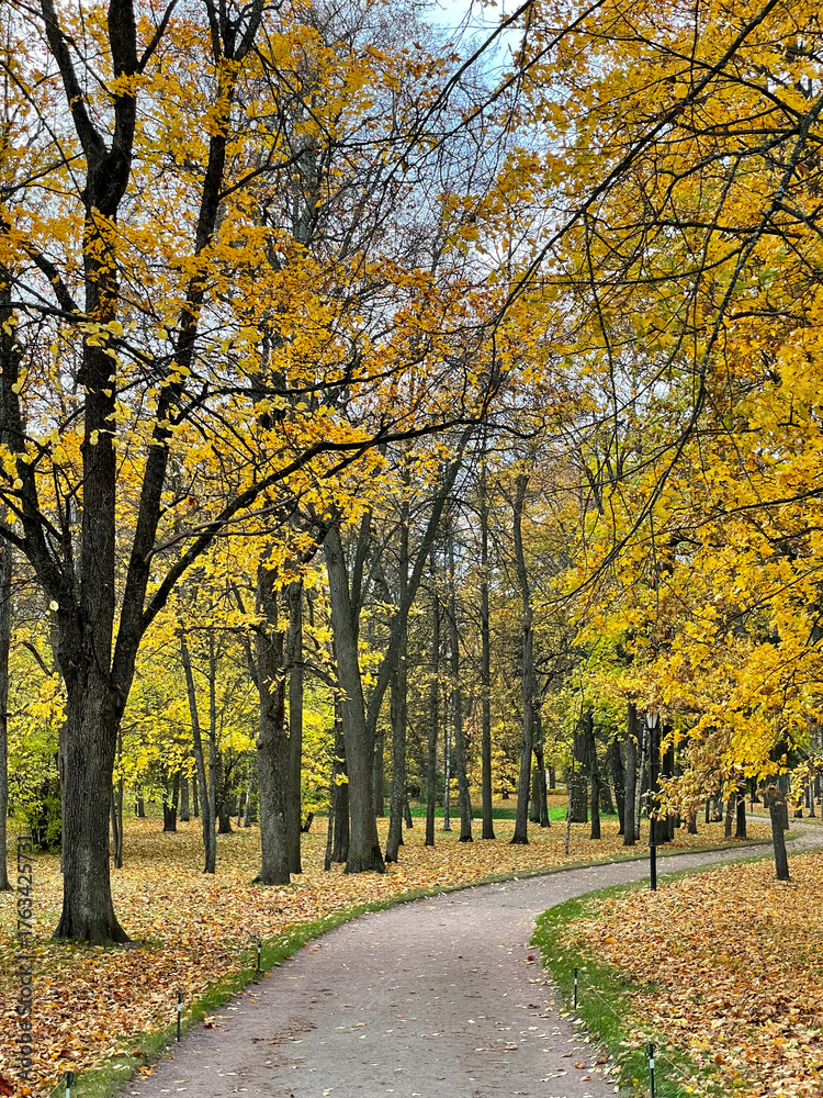 Naklejka premium A picturesque autumn scene with a winding path surrounded by tall trees with golden fall leaves, creating a serene and colorful atmosphere. Gatchina Palace park. Seasonal vertical photo.