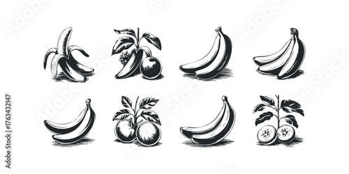 Fruit illustrations with bananas and tropical fruits
