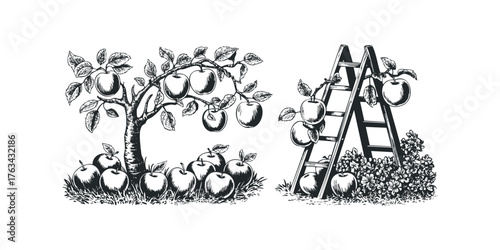 Apple tree with ripe fruit and harvesting ladder