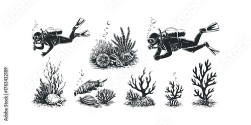 Scuba divers explore vibrant coral reefs with diverse sea life