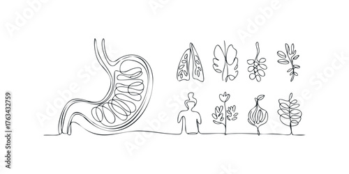 Continuous line drawing of stomach, lungs, and botanical elements