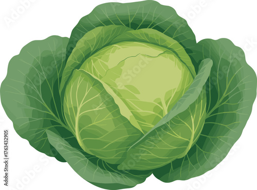 Fresh green cabbage isolated on white background, organic vegetable illustration with healthy food concept, natural farm product, and eco nutrition design