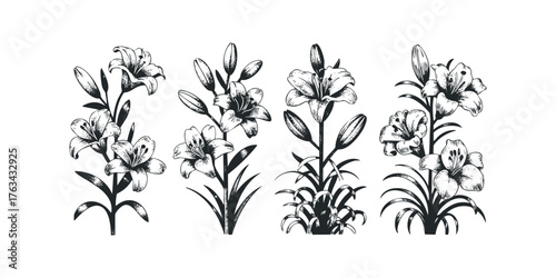 Four Black and White Lily Botanical Line Drawings
