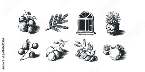 Oranges, pinecone, fir branch, and botanical leaf drawings