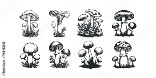Collection of various mushroom illustrations on white background