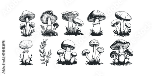 Collection of Hand Drawn Mushroom Variety Sketches