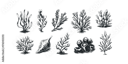 Collection of sketched seaweed and coral forms