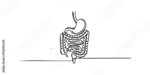 Digestive system stomach and intestines one line drawing