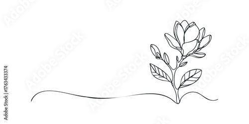 Botanical line drawing of a blooming magnolia flower