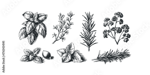 Herbs collection sketch with basil, rosemary, and parsley