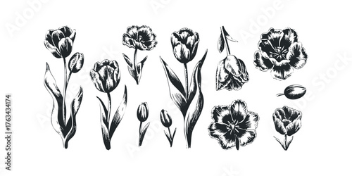 Collection of hand-drawn black and white tulip botanical studies
