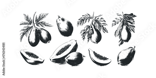 Papaya Fruits and Leaves Line Art