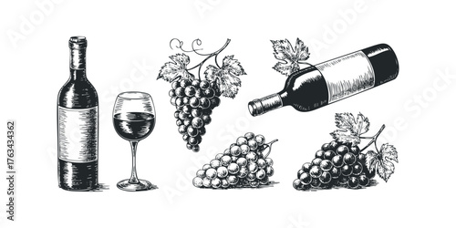 Grapevine and Wine Bottle Illustrations