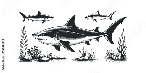Three sharks swim amongst seaweed and rocks