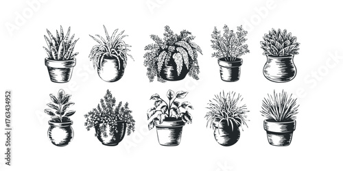 Collection of ten potted houseplants in a linocut style