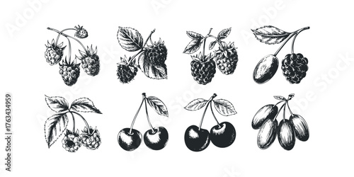 Sketch drawing of fresh raspberries and cherries on branches