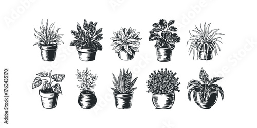 Collection of potted houseplants with varied leaf shapes