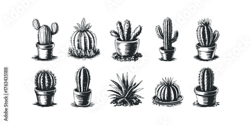 Assortment of Potted Cacti and Succulents in Woodcut Style