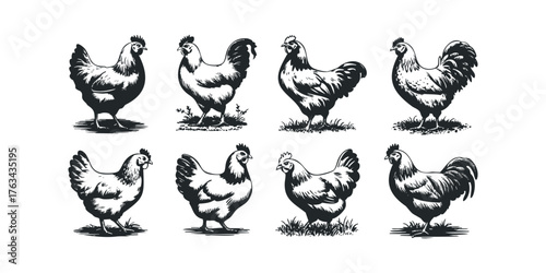 Group of Roosters and Hens in Stylized Silhouette