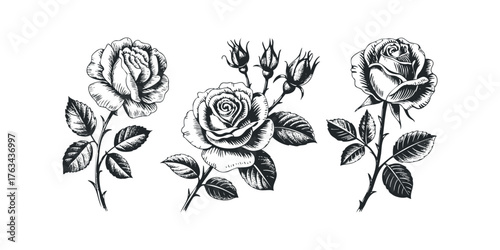 Three detailed ink drawings of roses and buds