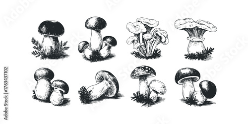 Collection of Hand Drawn Mushroom Illustrations