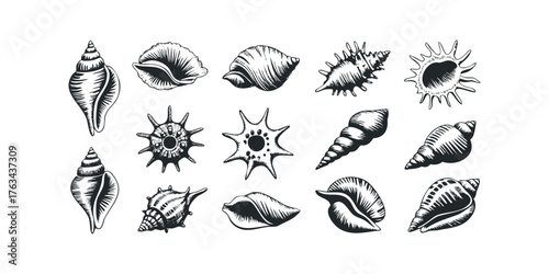 Collection of Hand-Drawn Seashells and Marine Life Forms