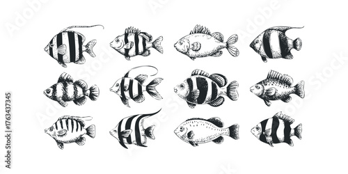 Collection of Hand Drawn Aquatic Life Illustrations