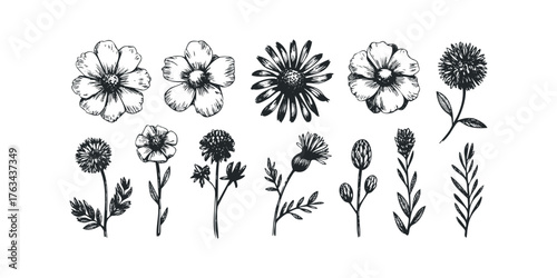 Collection of Hand Drawn Botanical Illustrations