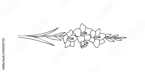 Line Drawing of Gladiolus Flower Stalk with Buds