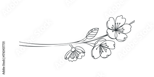 Delicate black line drawing of cherry blossoms on a branch