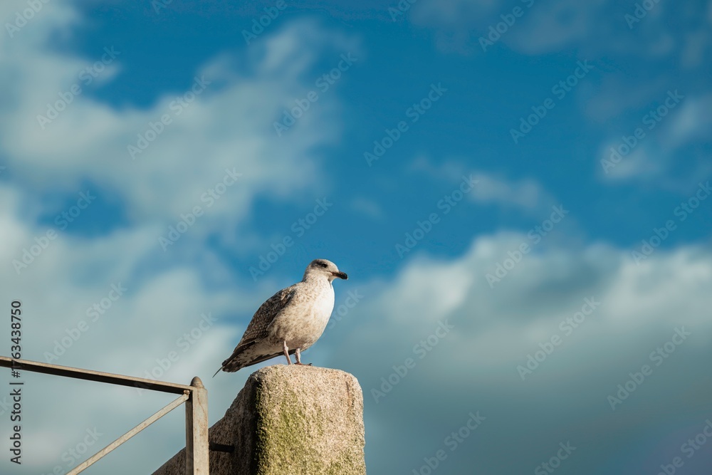 Obraz premium In bright daylight, a seagull rests atop a weathered stone pillar near the Douro River. A rail fence stands near the pillar, and a beautiful sky frames the scene in Porto