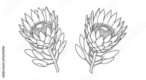 Detailed illustration of two king protea flower heads in black and white