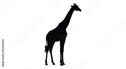 A striking silhouette of a tall giraffe against a plain white background