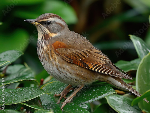 A redwing (Turdus iliacus) ...