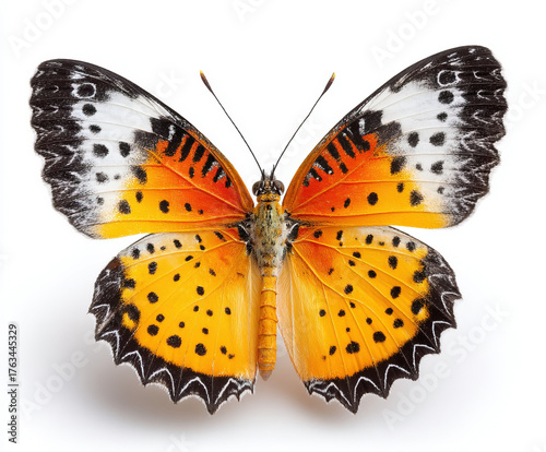 wings of butterfly isolated...