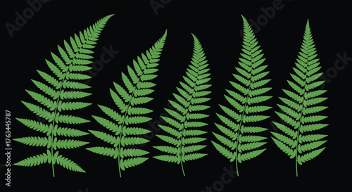 Ferns on Black Background: Natures Elegant Display.