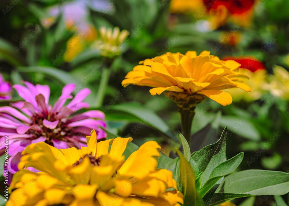 Obraz premium ヒャクニチソウの花2ー61