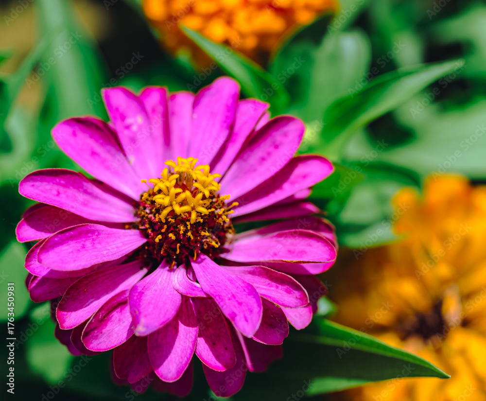 Obraz premium ヒャクニチソウの花2ー32