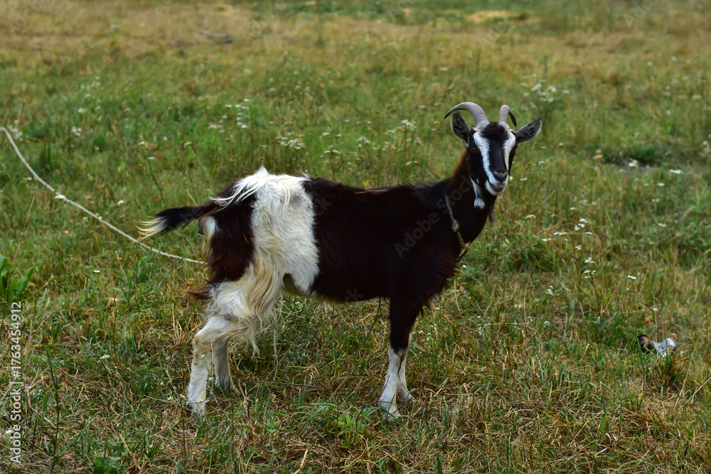 Obraz premium A black goat is grazing in the grass. Summer in the village. Farm animals grazing in summer. Organic meat.