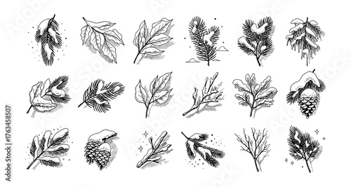 Hand-drawn winter foliage and cones collection in black and white