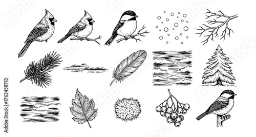 Detailed bird and nature elements collection featuring cardinals and winter branches