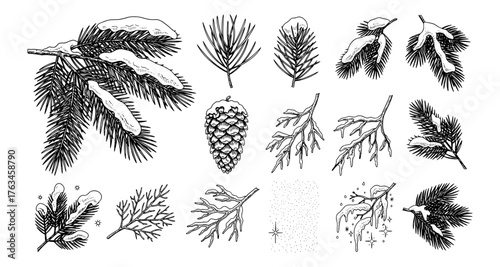 Hand drawn winter evergreen branches and pine cones with snow