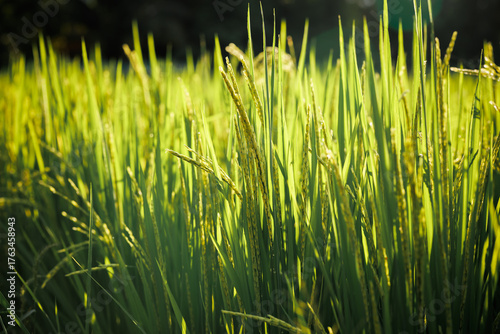 Tableau sur toile Rice fields fully panicle, signifying the forthcoming bountiful harvest