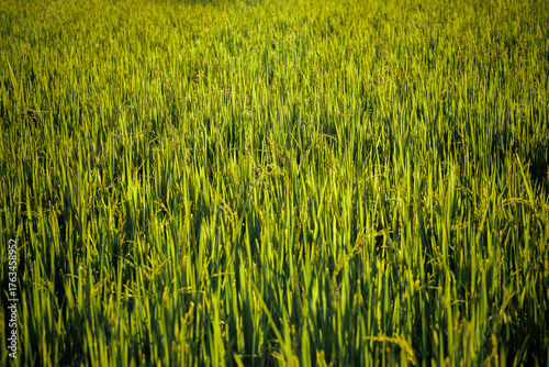 Canvastavla Rice fields fully panicle, signifying the forthcoming bountiful harvest