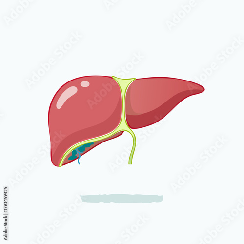 Human Liver Organ Illustration on White Background.