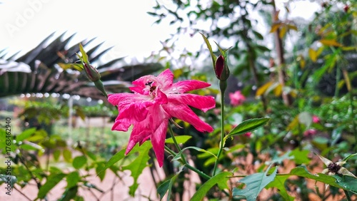 a red rose that has bloomed and is exposed to rainwater